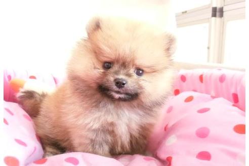 成約済の大阪府のポメラニアン-6099の5枚目